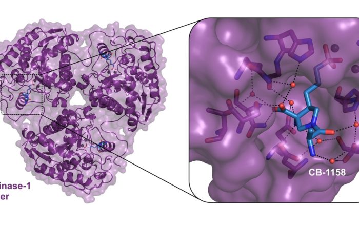 Arginase1_Cancer Immunotherapy_Crystal