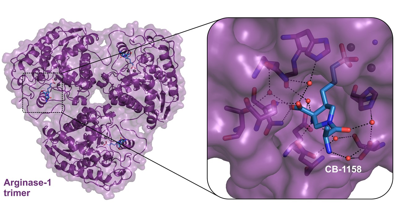 NTRC Arginase1 Cancer Immunotherapy Crystal Structure Arginase1_Cancer Immunotherapy_Crystal