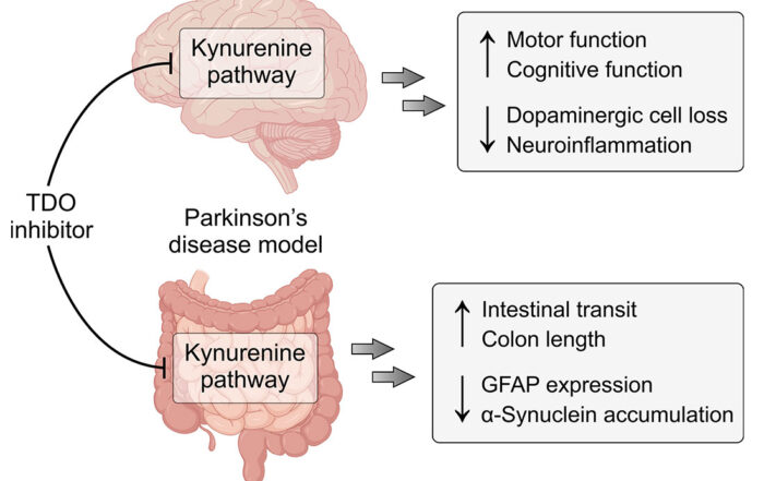 TDO is a novel therapeutic target for Parkinson’s disease