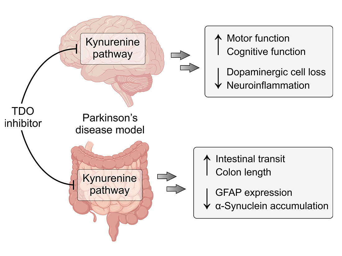 TDO is a novel therapeutic target for Parkinson’s disease