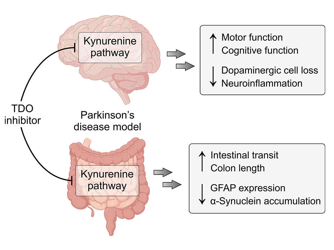 TDO is a novel therapeutic target for Parkinson’s disease TDO is a novel therapeutic target for Parkinson’s disease