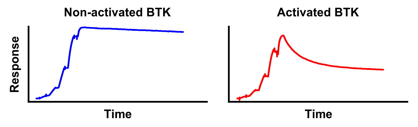 Phosphorylation status determines kinase inhibitor binding