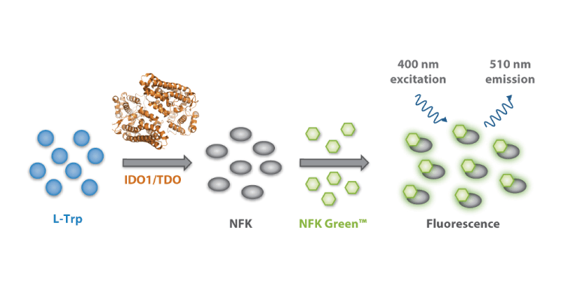 Metabolite Analysis NFK Green™