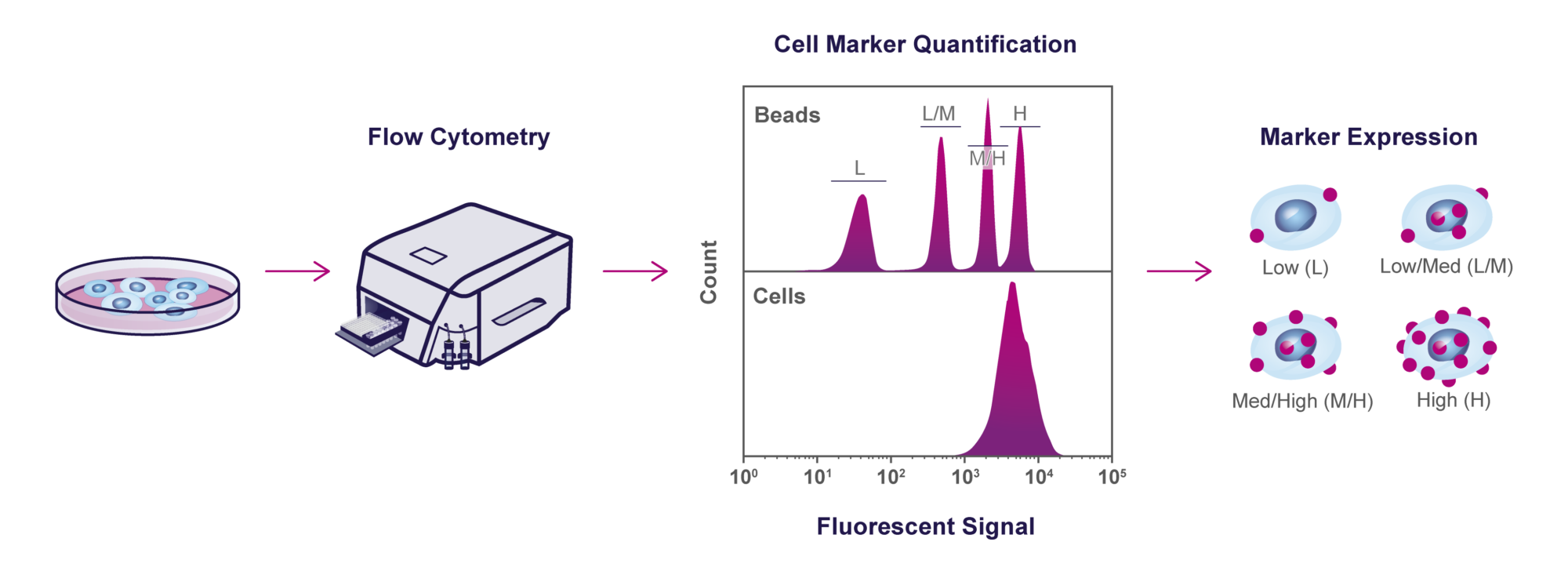 Oncolines® Flow Cytometry Oncolines® - Cell Line Generation - Transaction of cell lines
