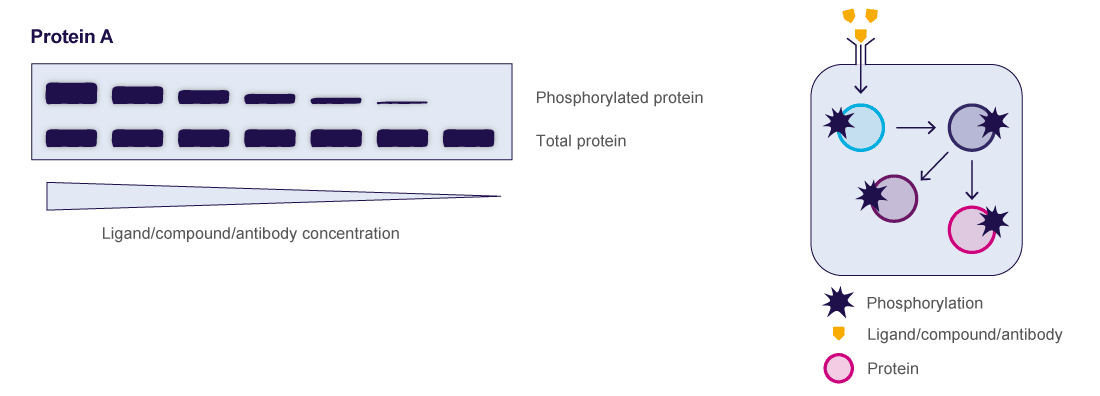 Oncolines® Immunoblotting (Western Blot) Oncolines® - Cell Line Generation - Transaction of cell lines