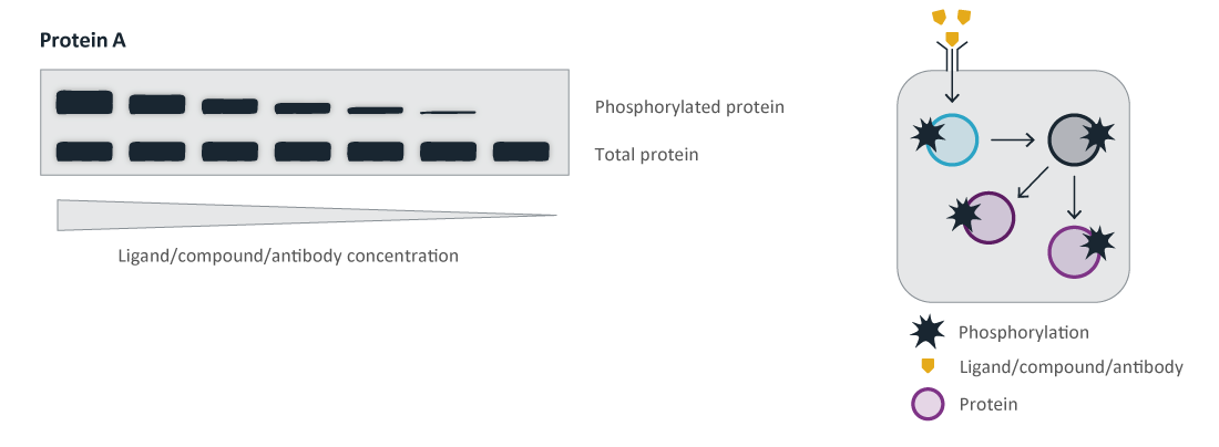 Oncolines® - Cell Line Generation - Transaction of cell lines