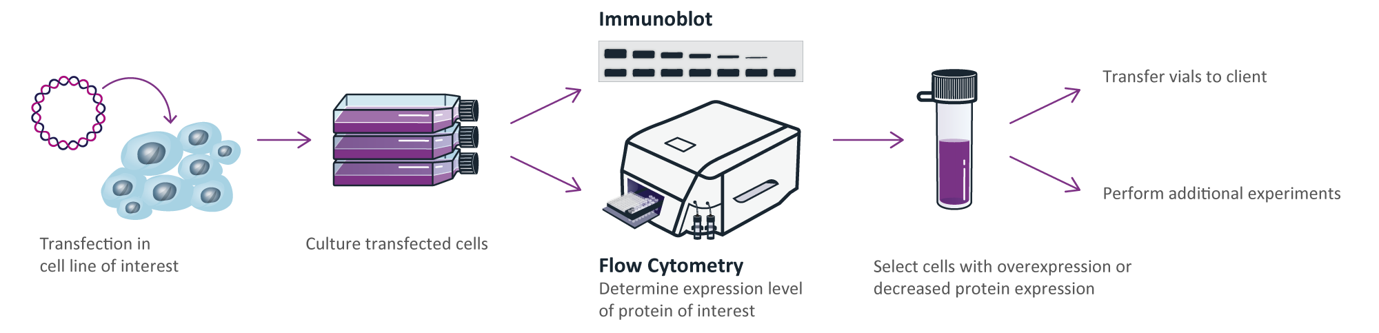 Oncolines® - Cell Line Generation - Transaction of cell lines