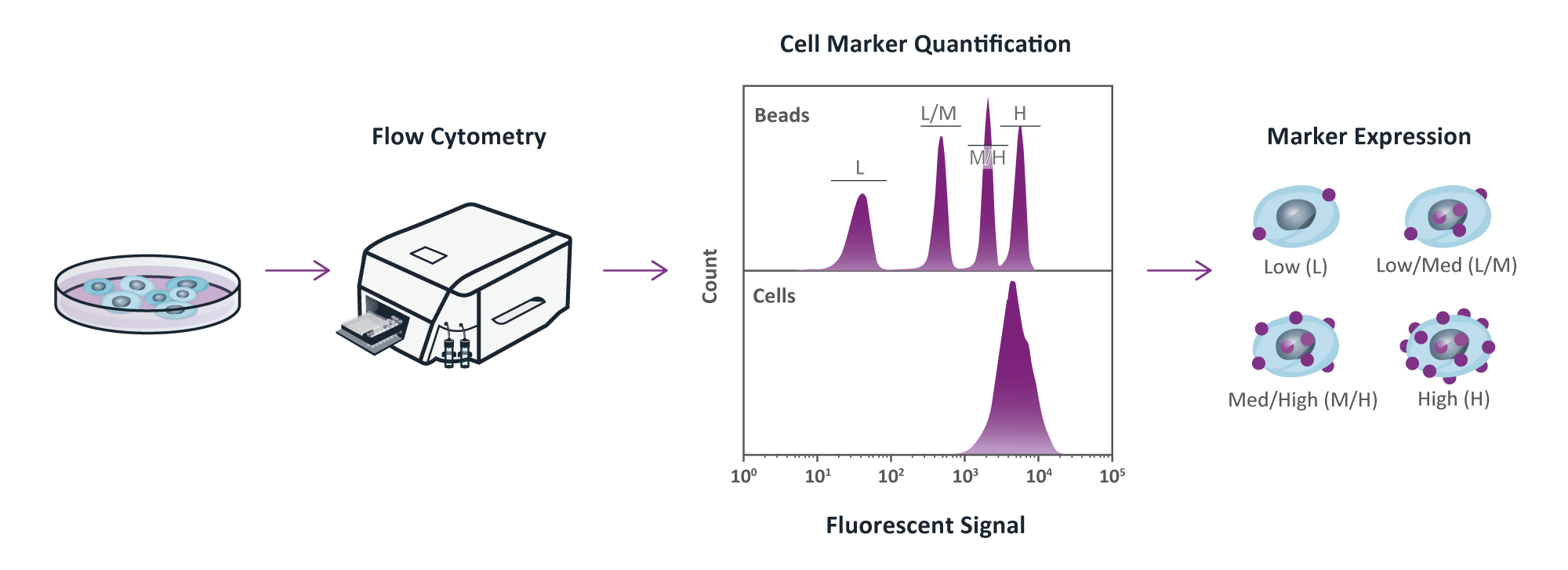 Oncolines® - Cell Line Generation - Transaction of cell lines