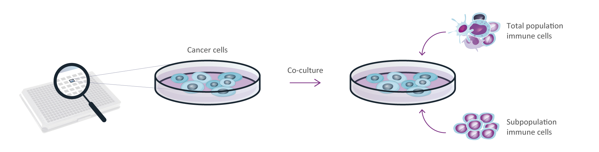 Oncolines Profiling with Immune Cells