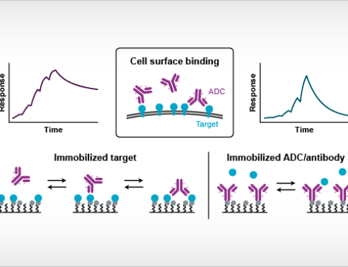Exploring binding kinetics of antibody–drug conjugates