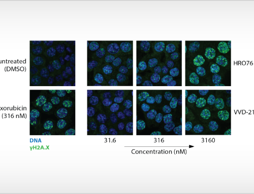 Visualization of DNA damage following WRN helicase inhibition